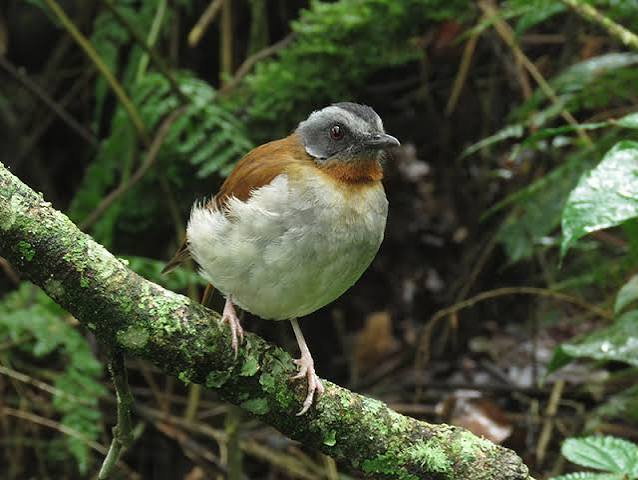 Rwenzori Bird Species