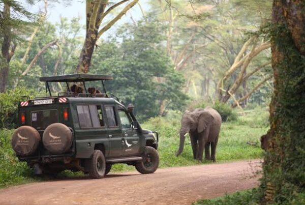 Forest Floor Safari Africa