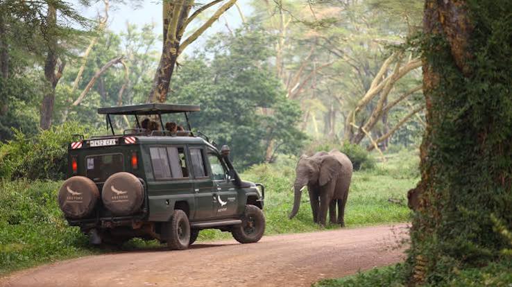 Forest Floor Safari Africa