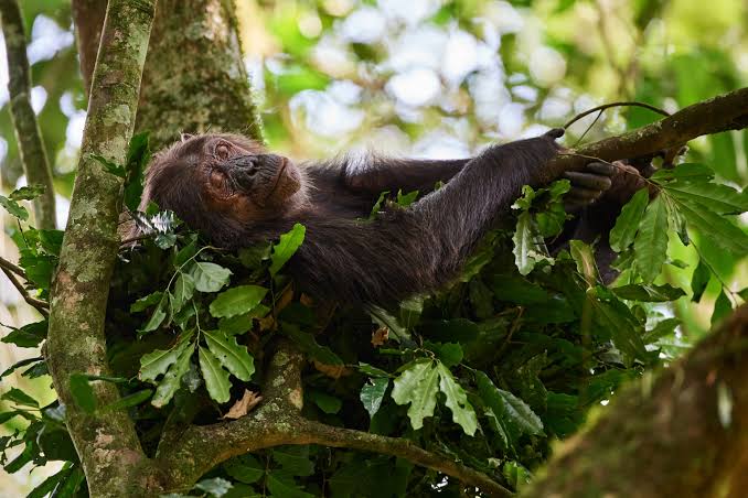 Chimp Sleeping Nest Uganda