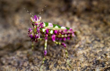 Micro Safari Insects Africa