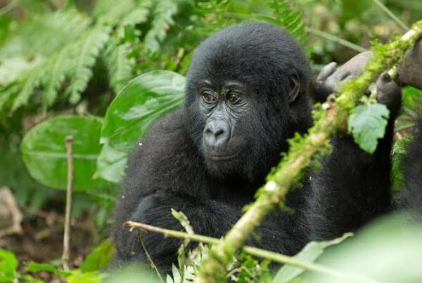 Gorilla Night Behaviour Rwanda Uganda