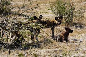 Wild Dog Tracking Safari Africa