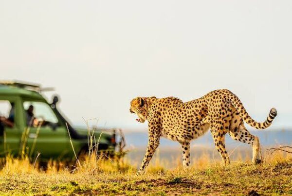 Cheetah Tracking Safari Africa
