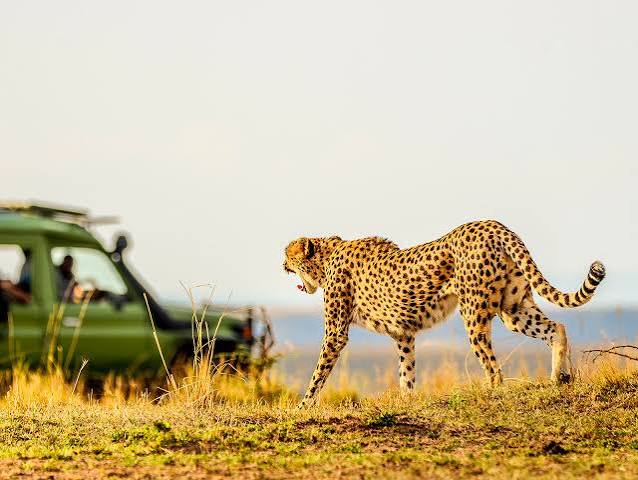 Cheetah Tracking Safari Africa