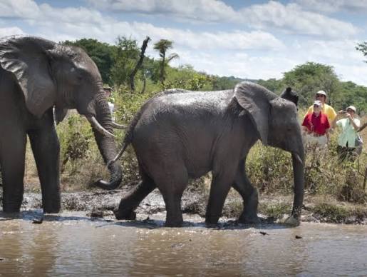 Elephant Encounter Walk Africa