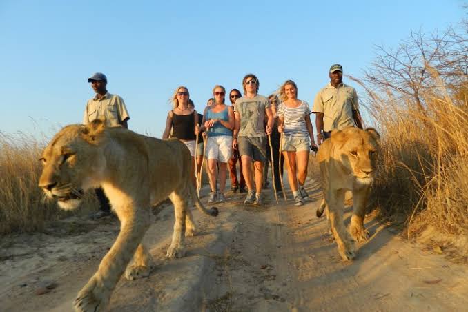 Walking With Lions Africa