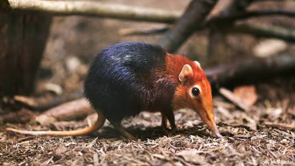Small Creature Safari Africa