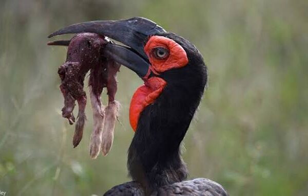 Ground Hornbill Call