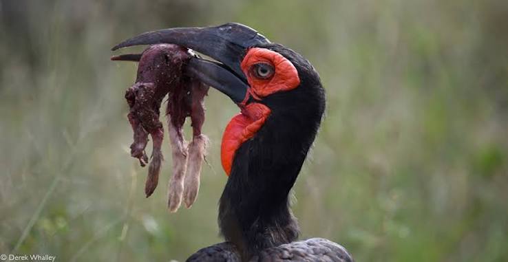 Ground Hornbill Call