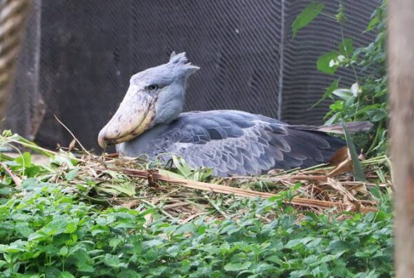 Shoebill Uganda Nesting