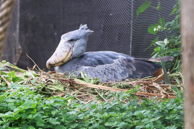 Shoebill Uganda Nesting