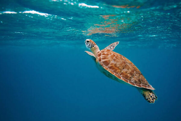 Sea Turtle Watching Kenya Tanzania