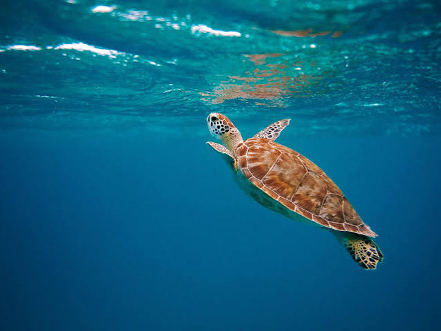 Sea Turtle Watching Kenya Tanzania