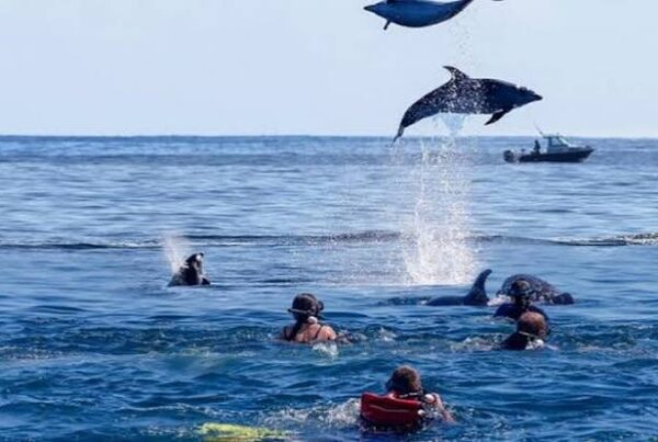 Dolphin Swim Zanzibar