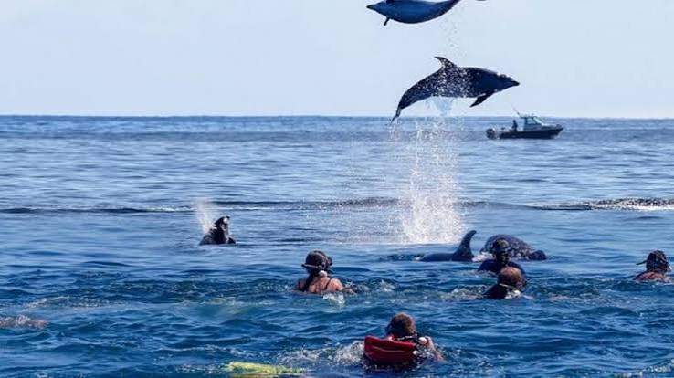 Dolphin Swim Zanzibar