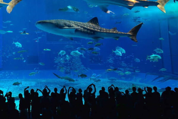 Whale Shark Kenya