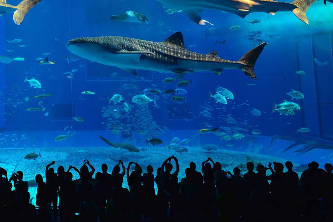 Whale Shark Kenya