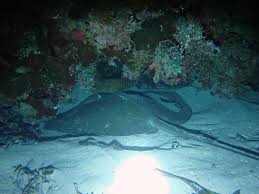 Night Dive Tanzania