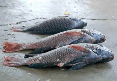 Nile Perch Fishing Uganda