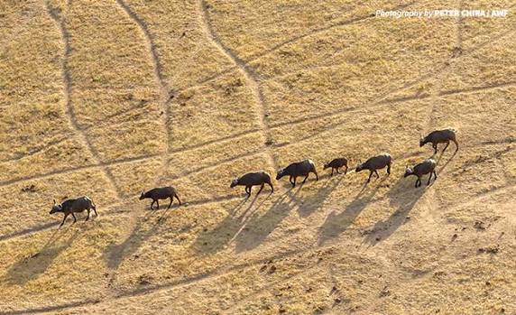 Wildlife Census Count Africa