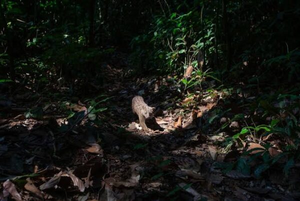 Camera Trap Viewing Africa