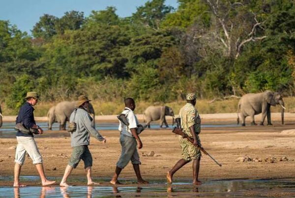 Photo Walk Africa Safari