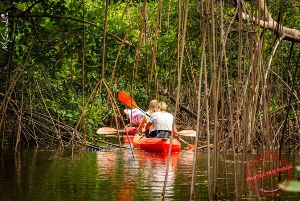 Mangrove Kayak Africa
