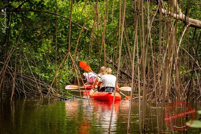 Mangrove Kayak Africa