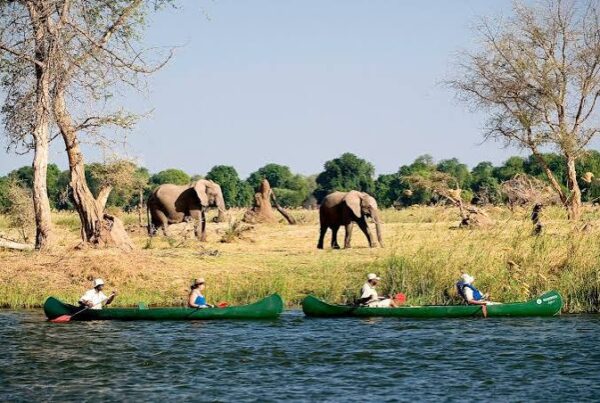 Canoe Game Viewing Africa