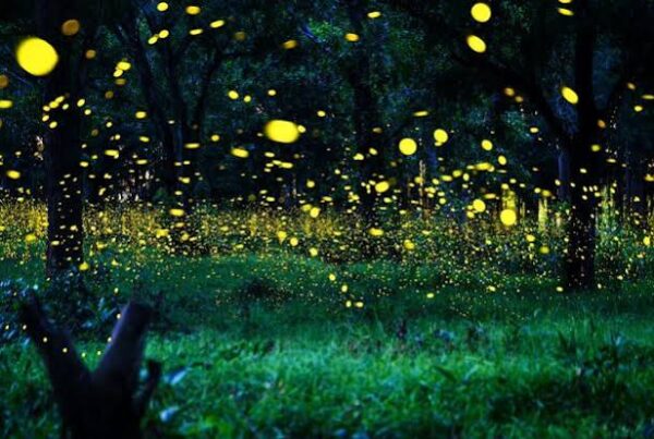Firefly Season Africa
