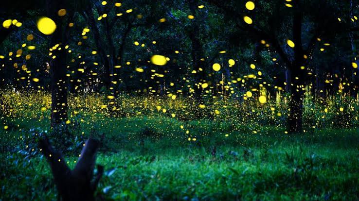 Firefly Season Africa