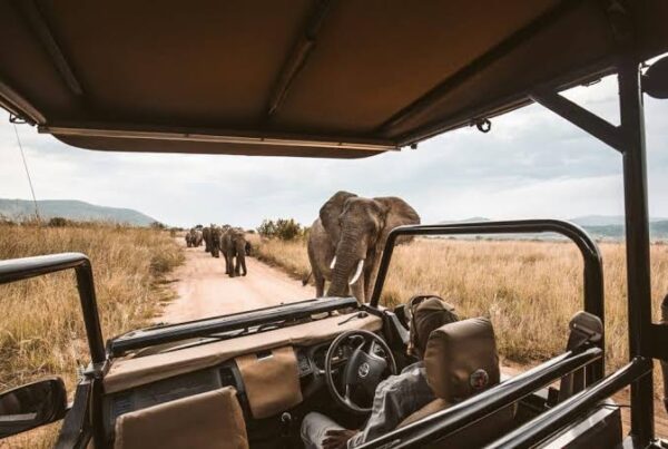 Sunrise Game Drive Africa