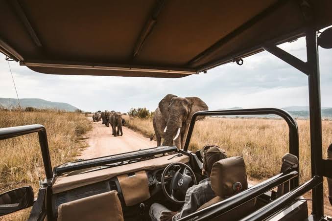 Sunrise Game Drive Africa