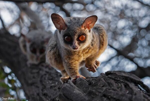 Nocturnal Animal Guide Africa