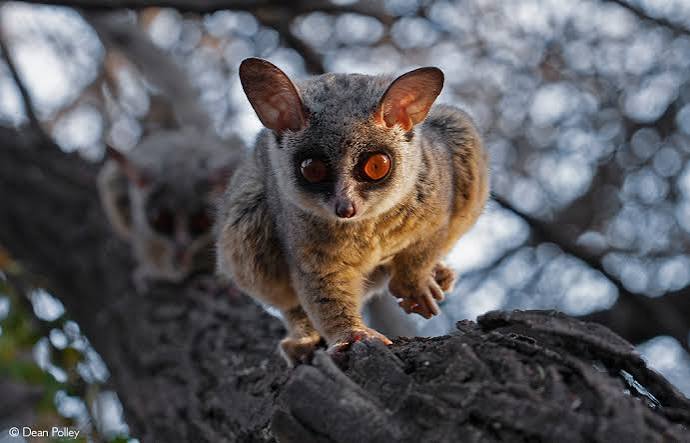 Nocturnal Animal Guide Africa