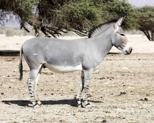 African Wild Ass Facts