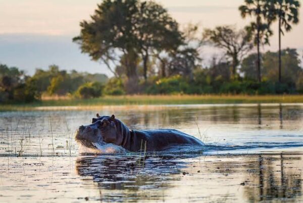 Hippo Facts Africa