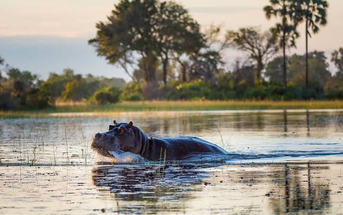 Hippo Facts Africa