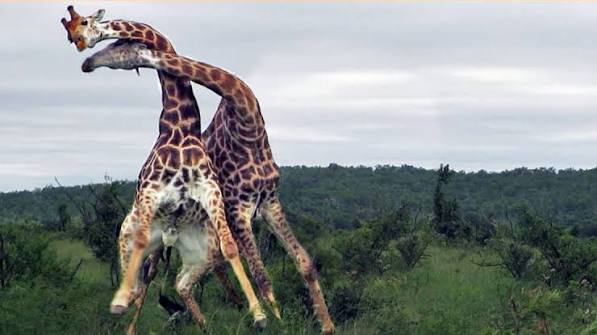 Giraffe Necking Behaviour