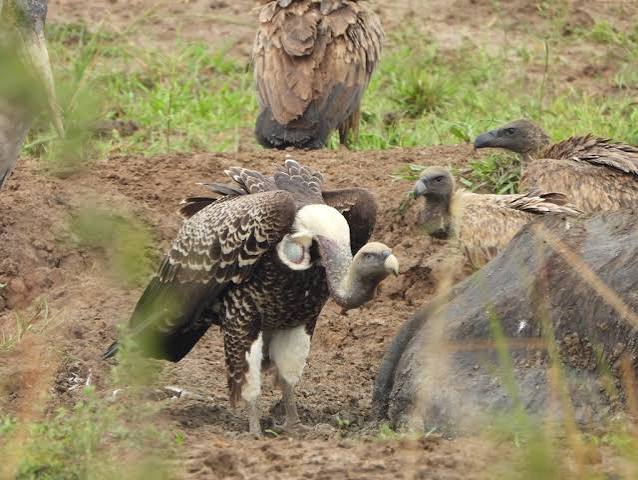 Murchison Birding Guide