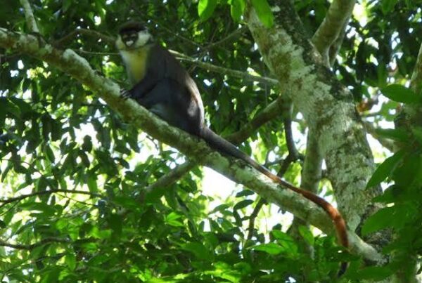 Mpanga Forest Uganda