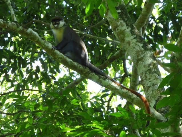 Mpanga Forest Uganda