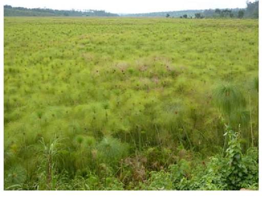 Uganda Papyrus Wetlands
