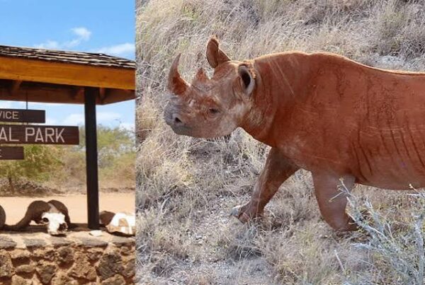 Ngulia Rhino Sanctuary