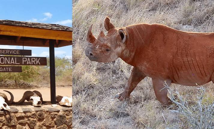 Ngulia Rhino Sanctuary