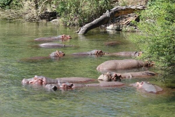 Tsavo West Mzima Springs