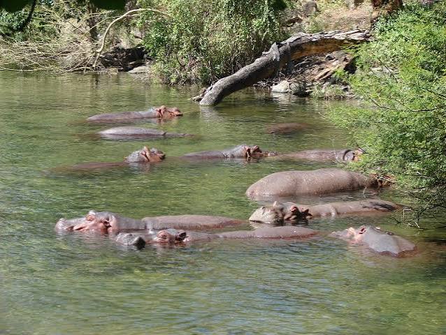 Tsavo West Mzima Springs