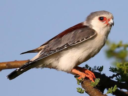 Pygmy Falcon Africa