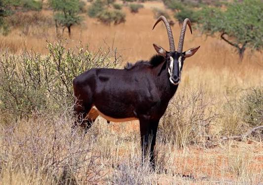 Sable Antelope Africa